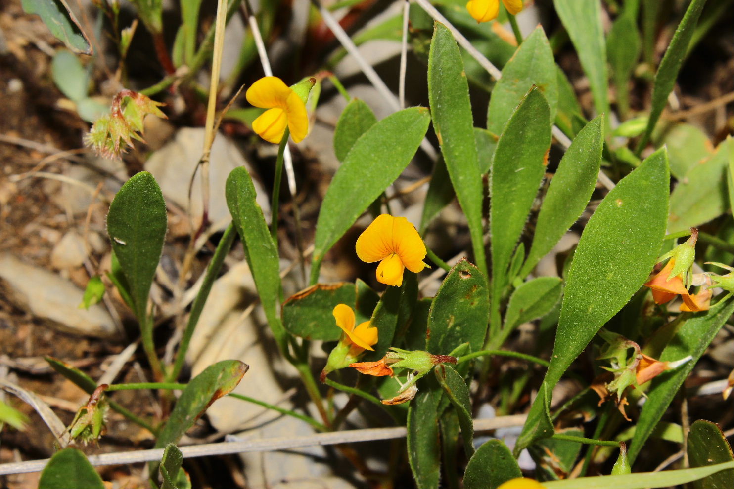 Scorpiurus subvillosus � da confermare